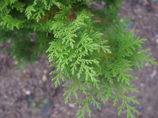 Faux thuya