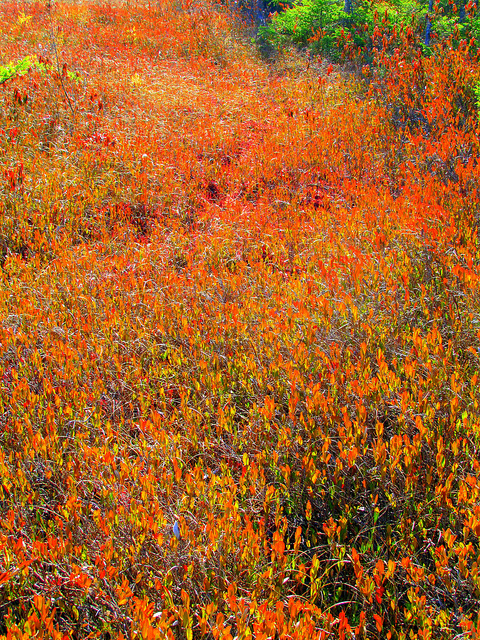 Cassandre caliculé (Chamaedaphne calyculata)