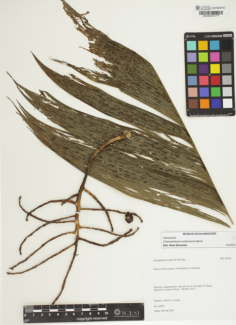 Palmier bambou du costa rica (Chamaedorea costaricana)