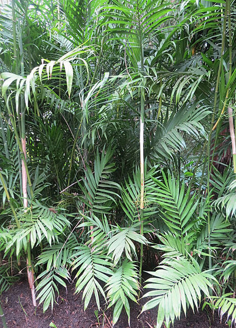 Palmier bambou du costa rica