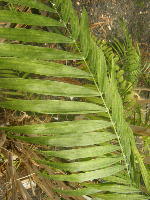Palmier bambou du costa rica