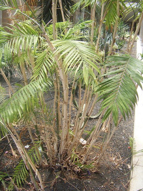 Palmier bambou du costa rica