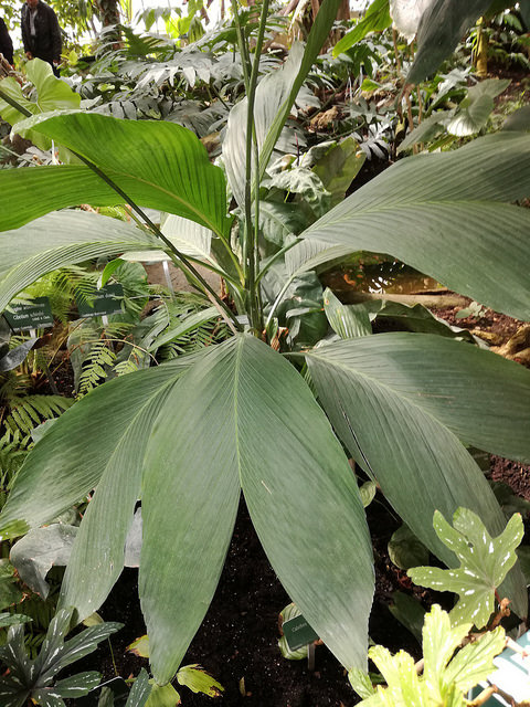 Chamaedorea geonomiformis