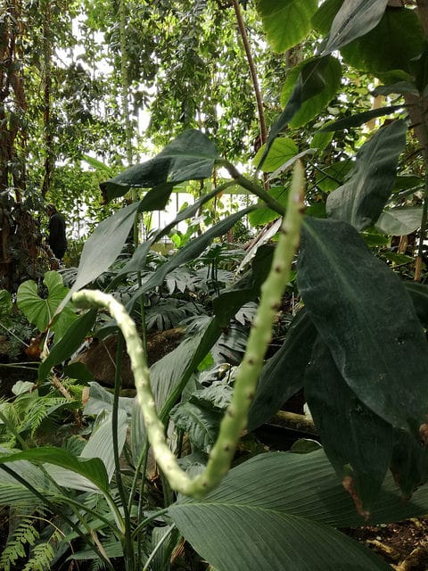 Chamaedorea geonomiformis