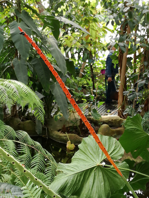 Chamaedorea geonomiformis
