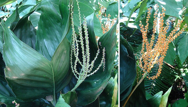 Chamaedorea metallica