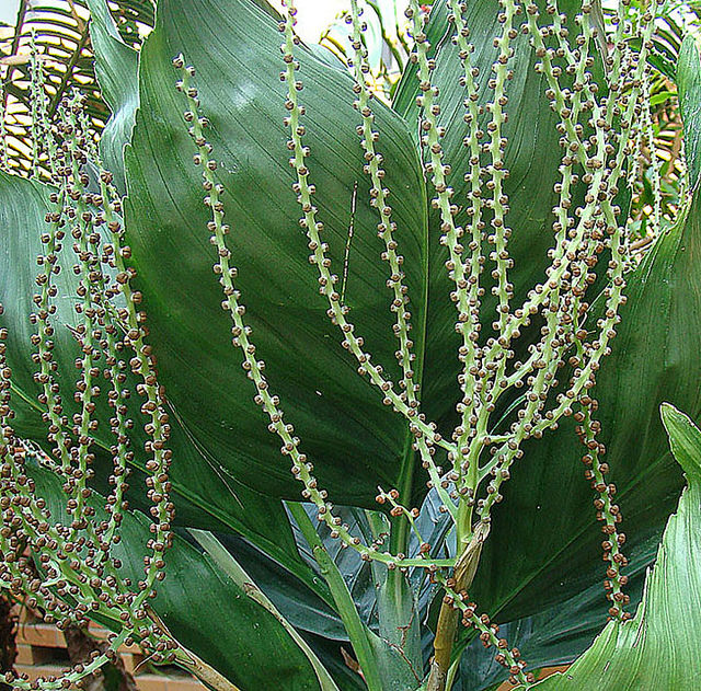 Chamaedorea metallica