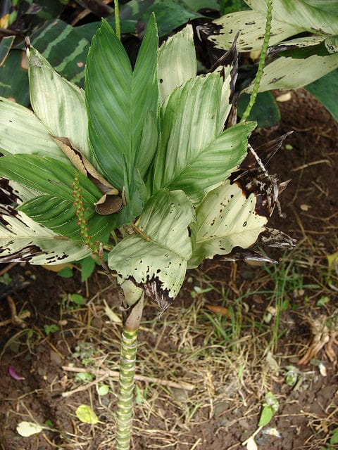 Chamaedorea metallica