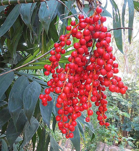 Chamaedorea microspadix