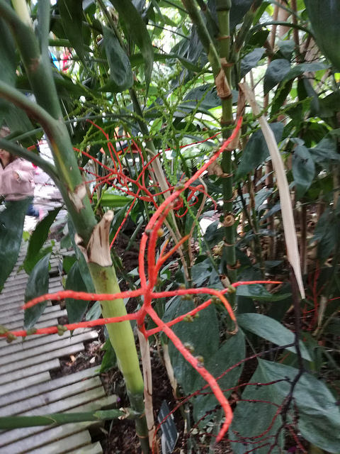 Chamaedorea oblongata (Chamaedorea oblongata)
