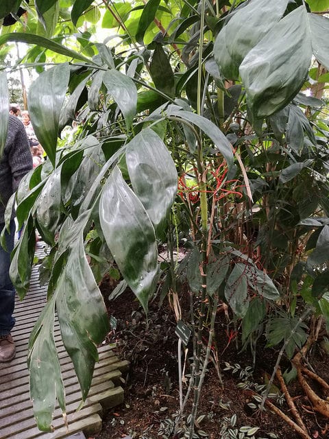 Chamaedorea oblongata