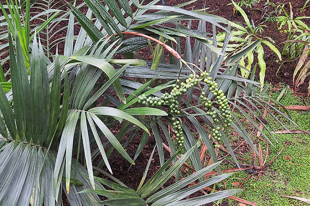 Chamaedorea radicalis