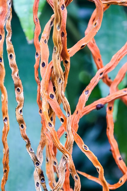 Chamaedorea tepejilote