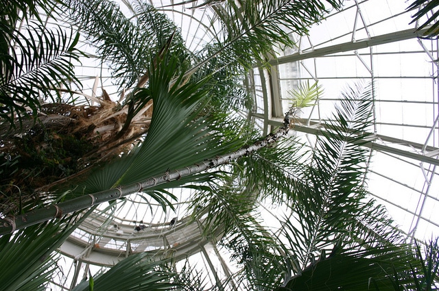 Chamaedorea tepejilote