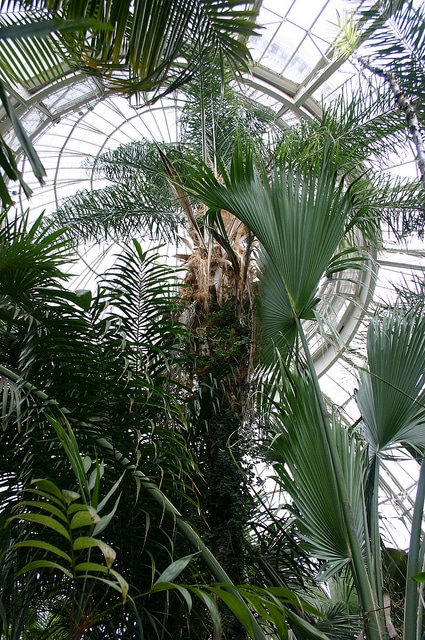 Chamaedorea tepejilote