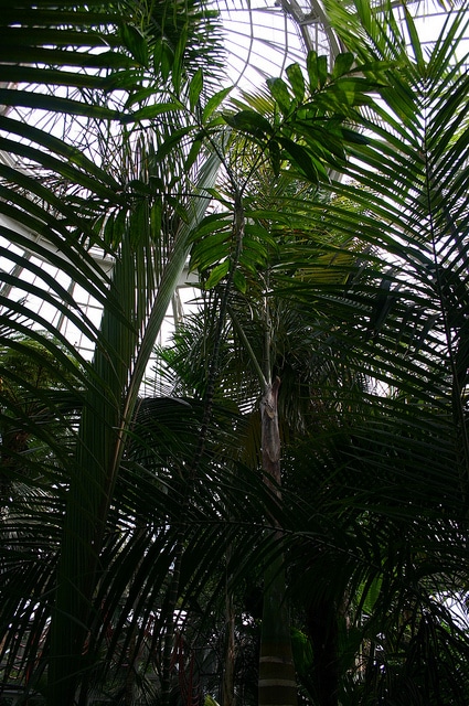 Chamaedorea tepejilote