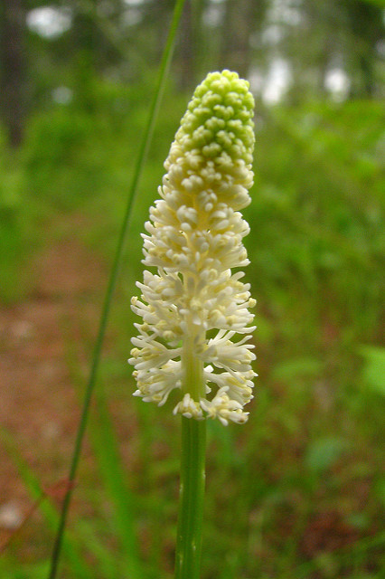Chamaelirium