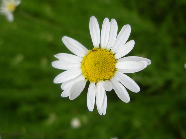 Camomille romaine