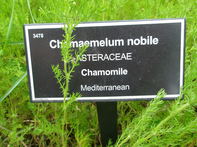 Camomille romaine