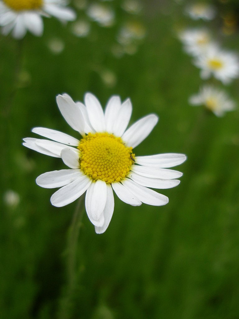 Camomille romaine
