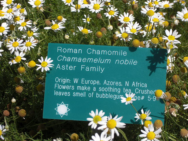 Camomille romaine (Chamaemelum nobile)