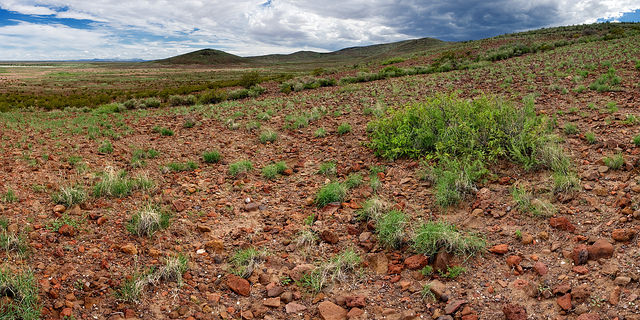 Chamaesaracha coronopus