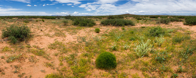 Chamaesaracha coronopus