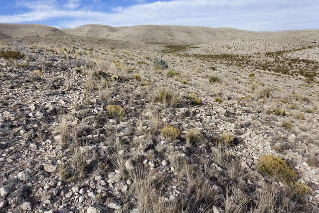 Chamaesaracha edwardsiana (Chamaesaracha edwardsiana)