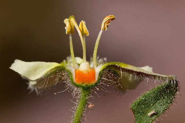 Chamaesaracha sordida
