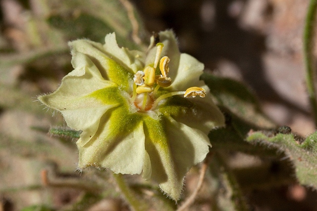Chamaesaracha sordida