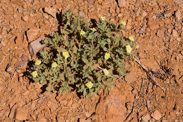 Chamaesaracha sordida