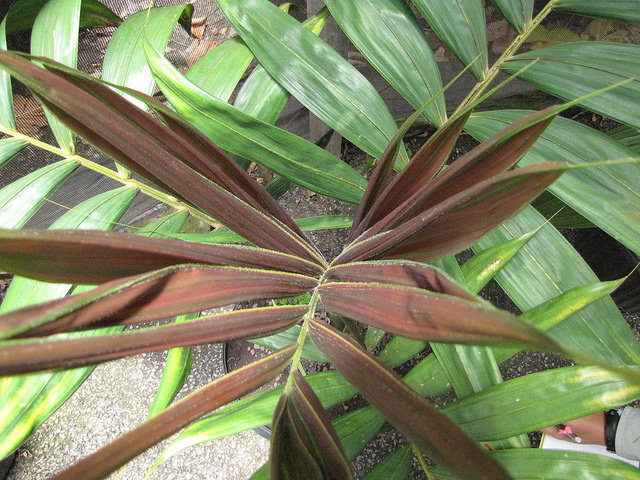 Chambeyronia macrocarpa