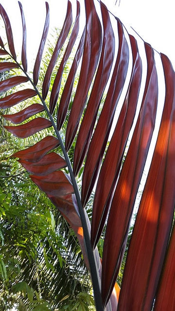 Chambeyronia macrocarpa