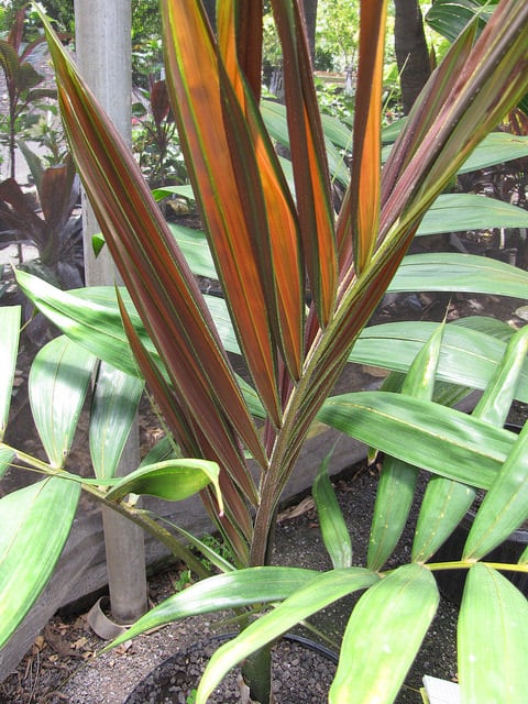 Chambeyronia macrocarpa