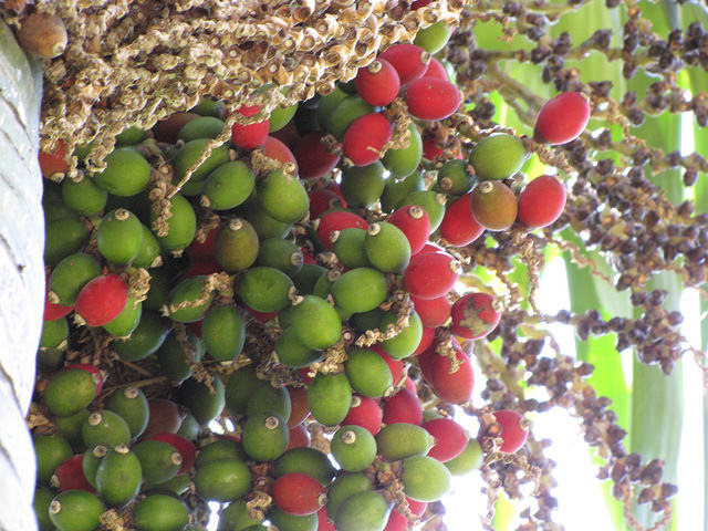 Chambeyronia macrocarpa