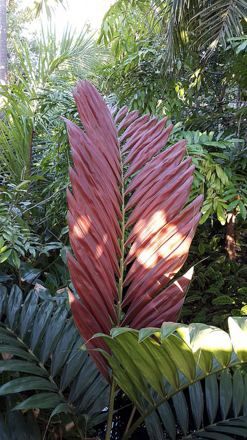 Chambeyronia macrocarpa