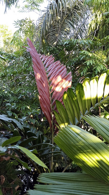 Chambeyronia macrocarpa