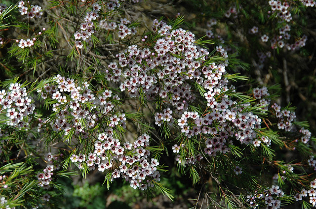 Chamelaucium uncinatum