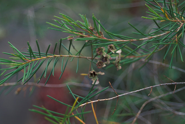 Chamelaucium uncinatum