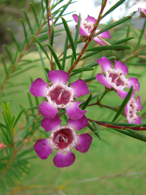 Chamelaucium uncinatum