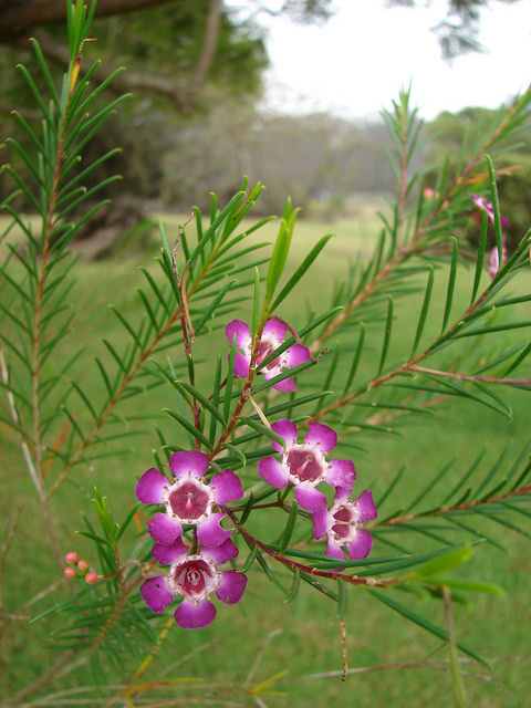 Chamelaucium uncinatum