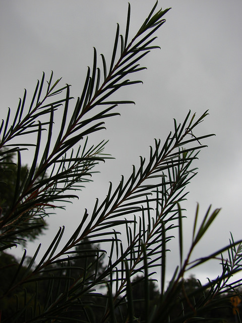Chamelaucium uncinatum