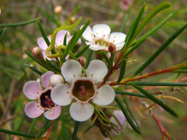 Chamelaucium uncinatum
