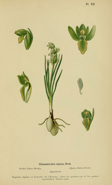 Orchis des alpes (Chamorchis alpina)