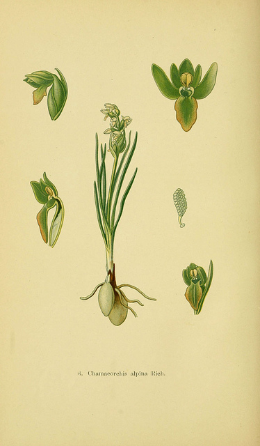 Orchis des alpes