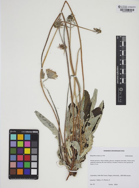 Chaptalia nutans (Chaptalia nutans)