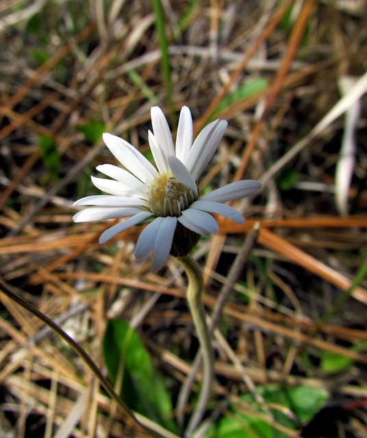 Chaptalia tomentosa