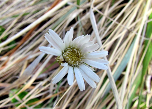 Chaptalia tomentosa