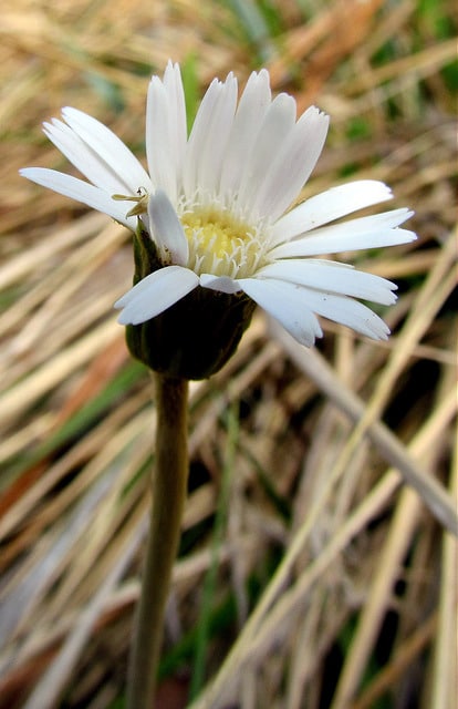 Chaptalia tomentosa