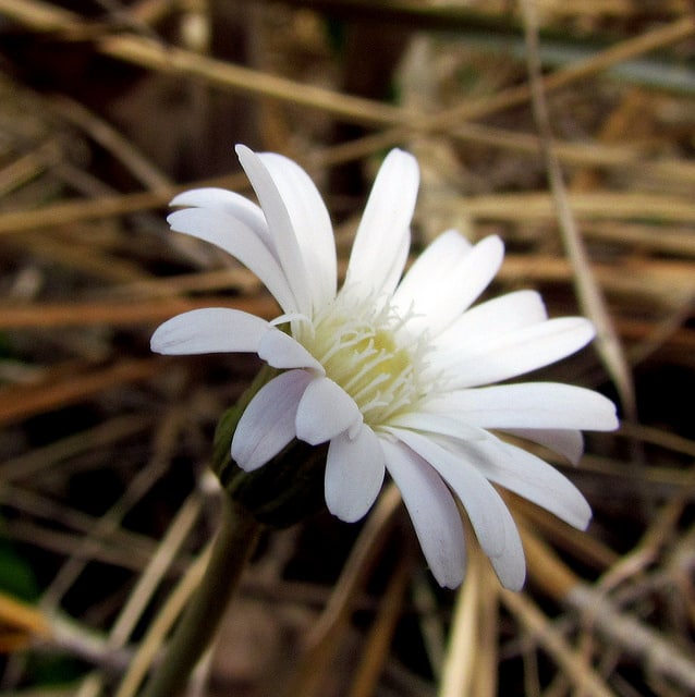 Chaptalia tomentosa